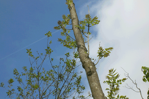 ash dieback Forestry Commission